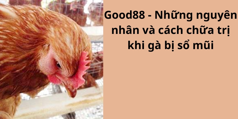 Good88 - Những nguyên nhân và cách chữa trị khi gà bị sổ mũi