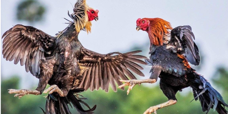 Gà Cao Lãnh - Giống gà đáng được bảo tồn nhất sảnh Good88