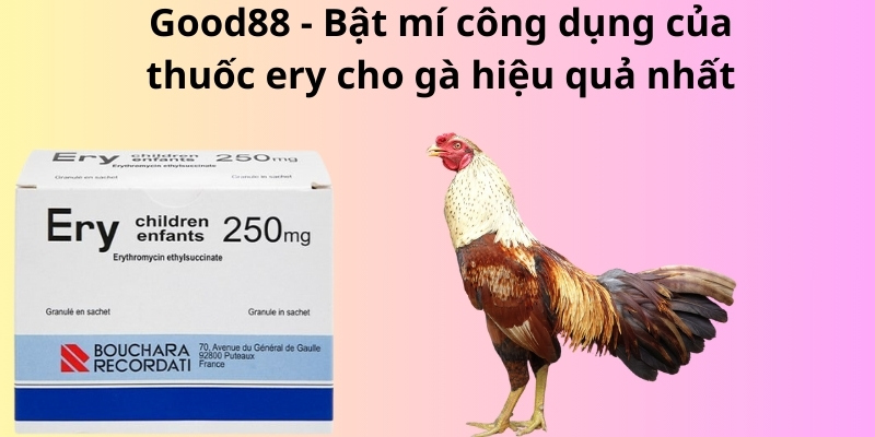 Good88 - Bật mí công dụng của thuốc ery cho gà hiệu quả nhất